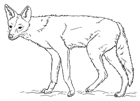 Black Backed Jackal Coloring Page